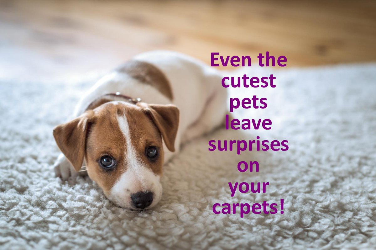 carpetdryclean's tweet photo. https://t.co/rDBsw1TDV9