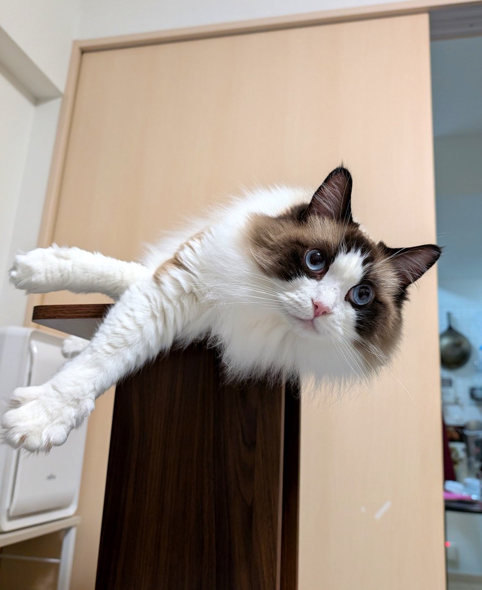 neko_acid tweet picture