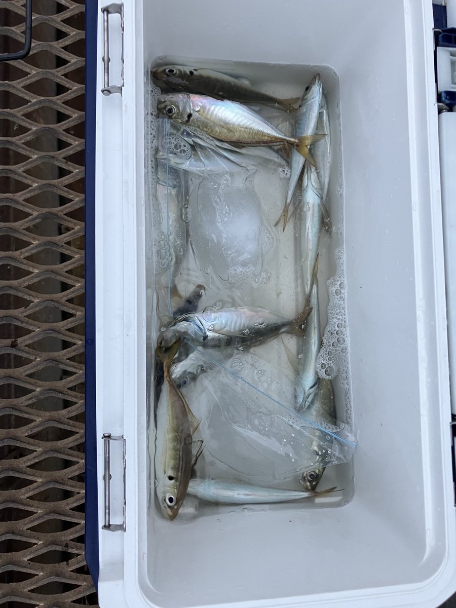 oki38tsuri's tweet photo. 8月3日（月）8時〜19時
朝から磯子海釣り施設へ🎣

今日は涼しい気候で快適😊
…でも潮が速くて苦戦💦
朝の地合いはバラし連発😇

18時過ぎの夕まずめで何とか修正し、最終的にアジ15匹で終了🙄🐟

#磯子海釣り施設
#サビキ釣り
#アジサビキ
#アジ釣り https://t.co/9PPT7ItHLx