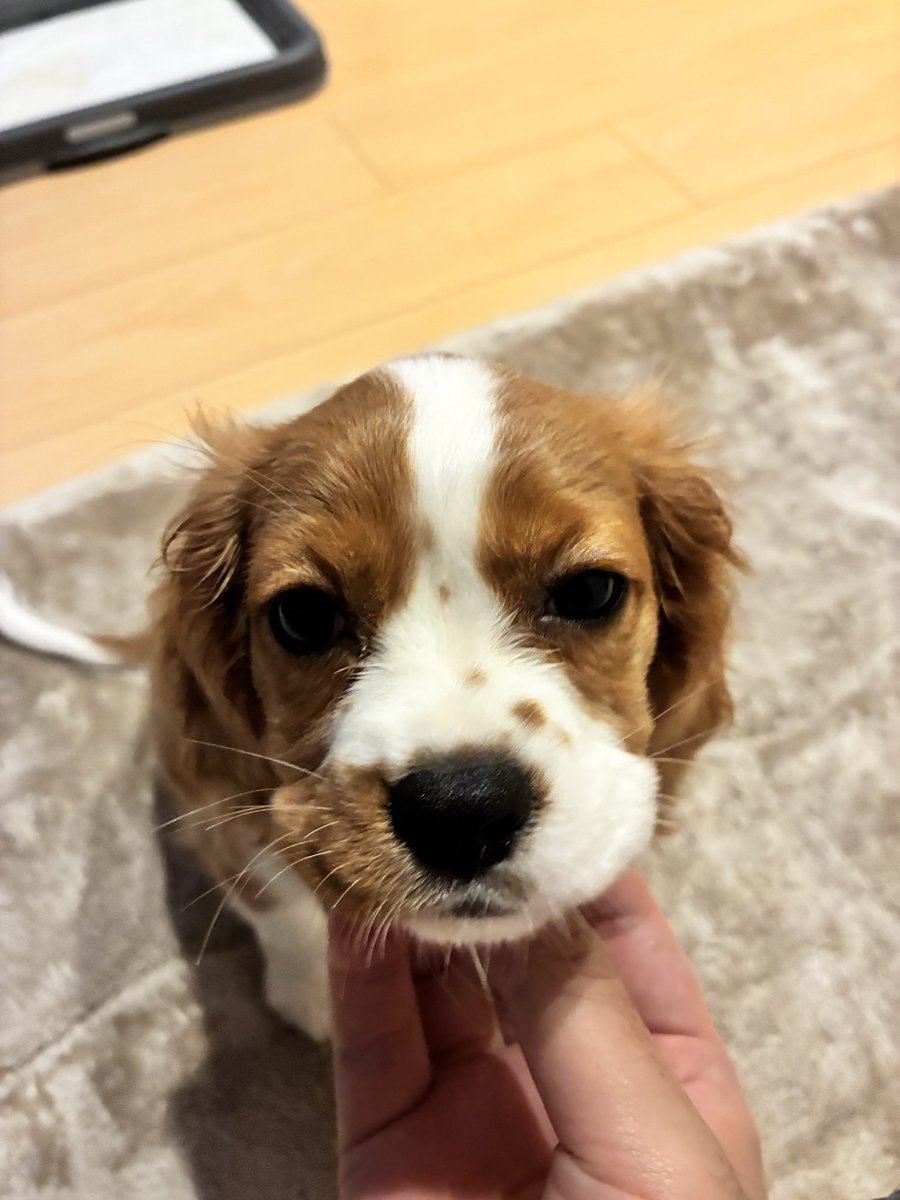 baseballdogs5's tweet photo. 毎日癒されてる https://t.co/yjrobgX4Ns