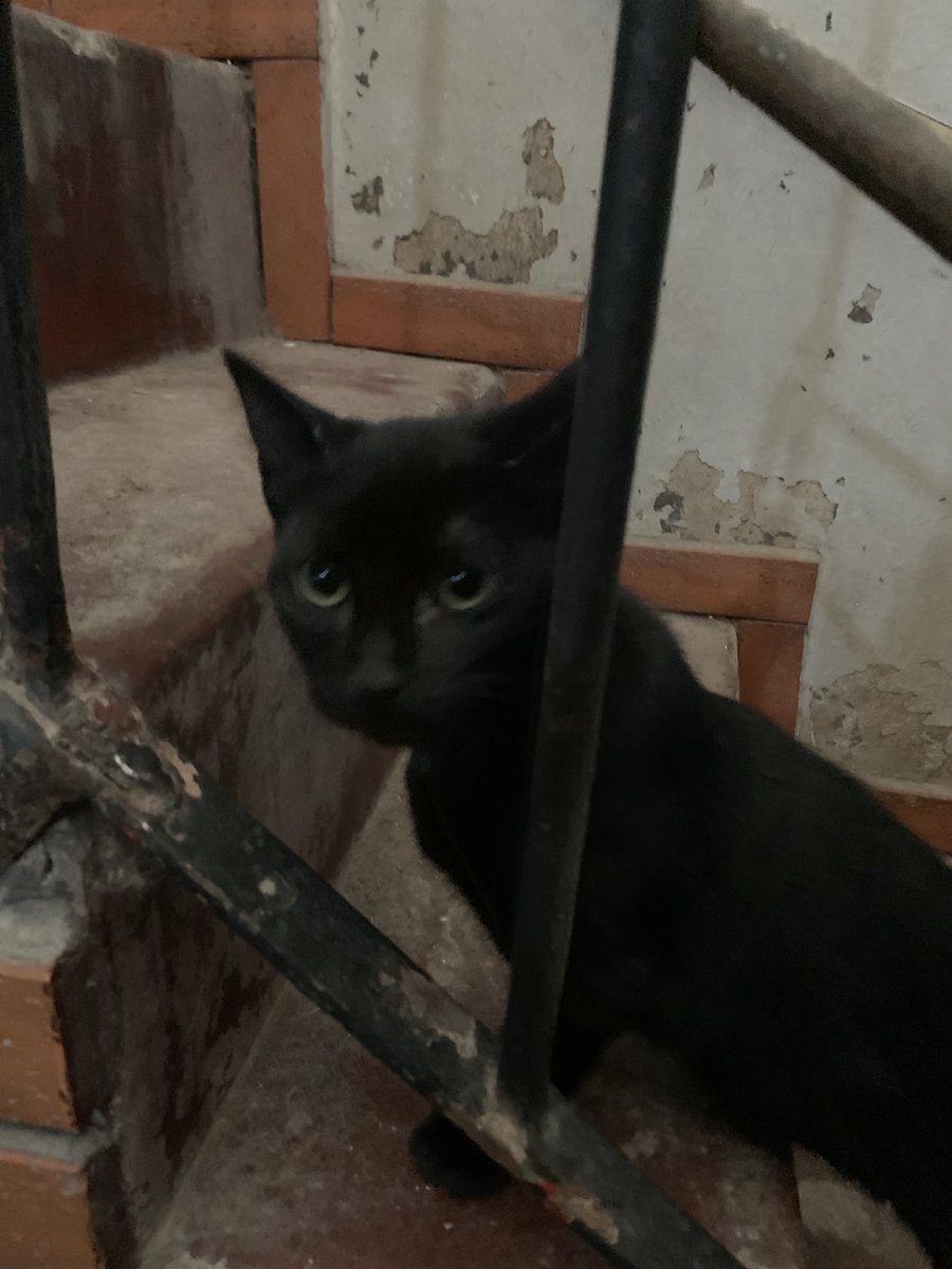MerlinaAdamss's tweet photo. Poppy necesita la segunda dosis de la triple felina.
Necesito juntar $40.000 cualquiera ayuda por mínima que sea nos ayuda.
Alias MP: hogar.gatitos.jazz
Nombre: E. D. Mirantes https://t.co/CRgbiuVPGd