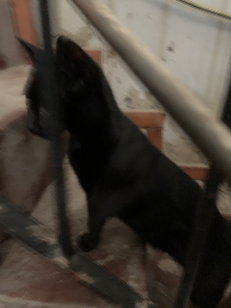 MerlinaAdamss's tweet photo. Poppy necesita la segunda dosis de la triple felina.
Necesito juntar $40.000 cualquiera ayuda por mínima que sea nos ayuda.
Alias MP: hogar.gatitos.jazz
Nombre: E. D. Mirantes https://t.co/CRgbiuVPGd
