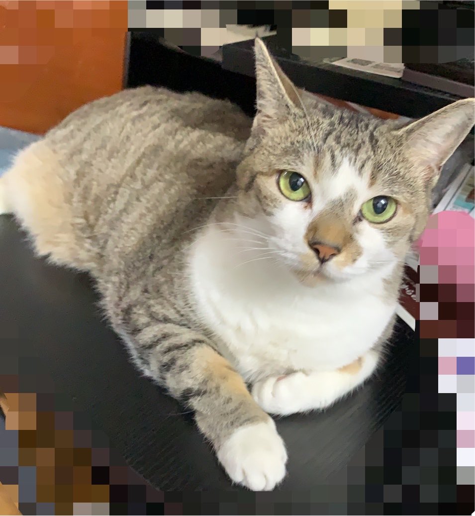 ねこママ (@nekodamari0404) / Posts / X