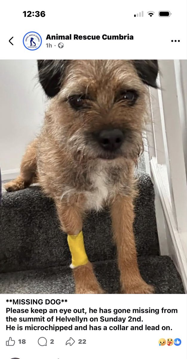 AlfietheBT's tweet photo. If anyone is walking Helvellyn, please keep an eye out for this little guy. He’s called Teddy &amp; went missing yesterday. 😔Saw on f’book. #btposse https://t.co/QQouFigBcO