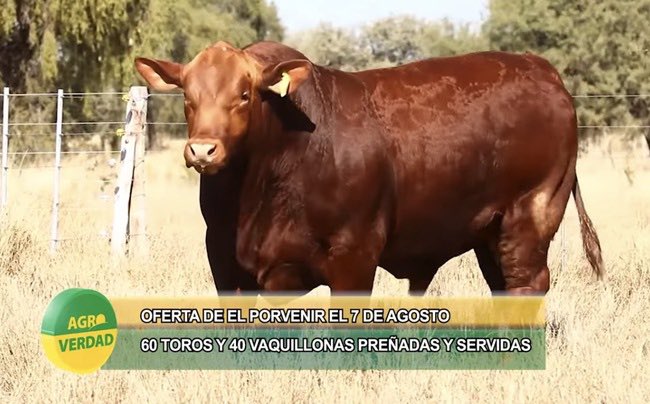 Agroverdad's tweet photo. En Jesús María🐮🐂

Genética campeona. Brangus de El Porvenir: la cabaña de Walter Orodá difundió la oferta de su remate del 7 de agosto

➡️ https://t.co/Zbu81Kc5Ig

 #AgroTitular #AgroCordoba #agro #campo #Brangus #ganaderia #remateganadero https://t.co/MT4uXktkaK
