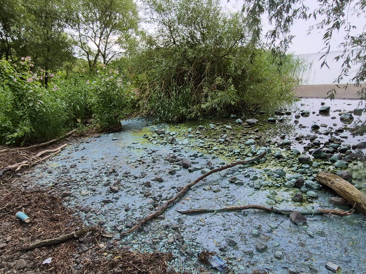 Bird_Fan1's tweet photo. @saveloughneagh_  @LoveOurLough @AndrewMuirNI @daera_ni @niwnews @doeni_gov @RiverActionUK @ANBorough @IrishNews @beltel  Lough Neagh right now. It will continue until pollution is seriously penalised &amp; prevented. How can wildlife &amp; marine life endure or survive this? How can we? https://t.co/zmQ2BxzvLT