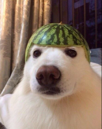 ashleytrenches's tweet photo. It's watermelon day and we need a runner for it.  I propose this viral gif/sticker of dog wif watermelon hat.  Ill call him melondog.  

https://t.co/GvFa392lNK 

https://t.co/KqEzpHl7Gg https://t.co/re4YHHNVNo
