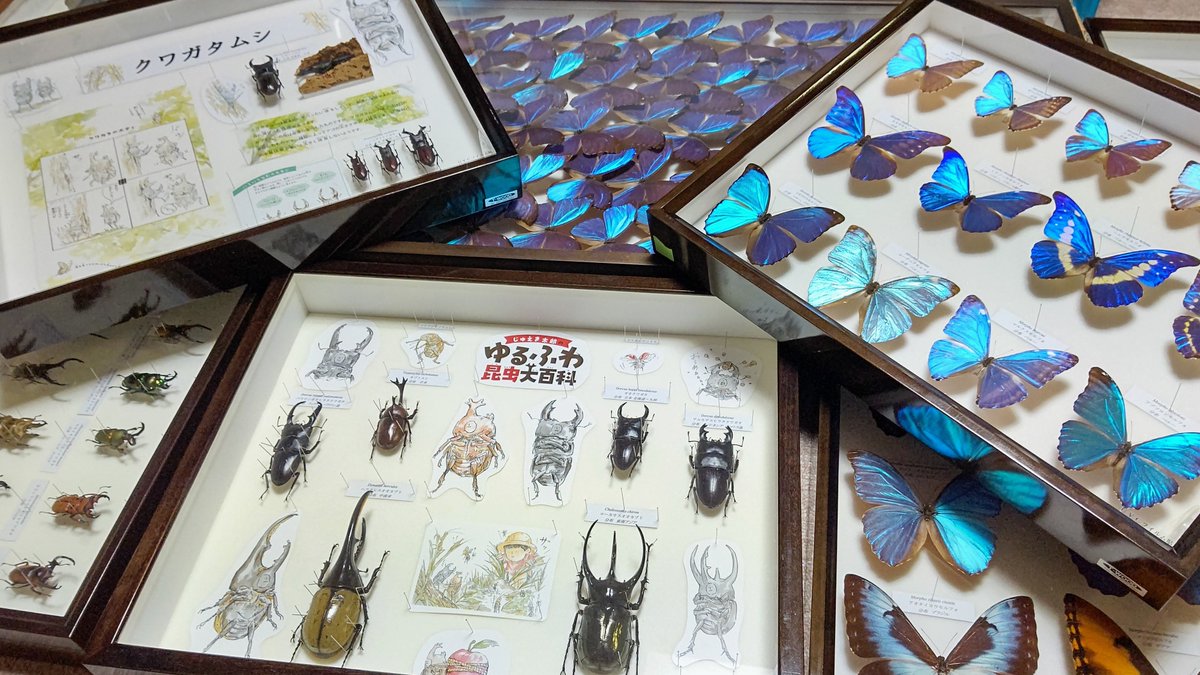 kenjisuda1's tweet photo. ８月７日から開催する昆虫展の準備をしています。 https://t.co/MtSSLo0dqv