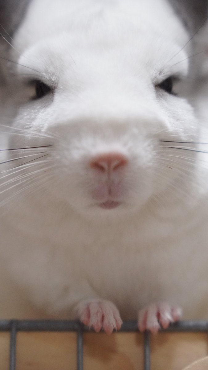 FUKU_chinchilla's tweet photo. →カメラ向けたらこれw
もう呆れられてる😂 https://t.co/esggFjKpUX