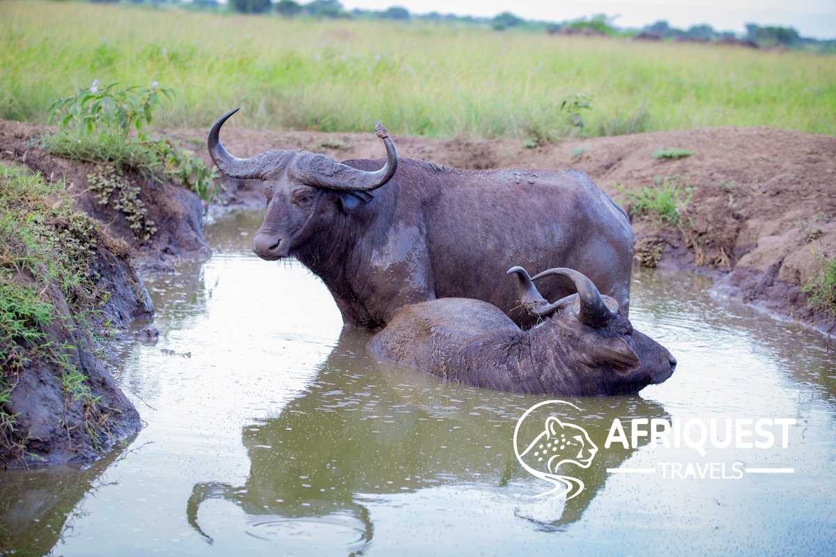 AfriquestUG's tweet photo. Buffaloes are among Uganda's iconic Big Five and can often be seen in large herds across parks like Murchison Falls, Queen Elizabeth and Kidepo Valley National Parks. 

Powerful, resilient and fascinating to watch, they are a true highlight of any Ugandan safari experience. https://t.co/5mqJyEfPhN