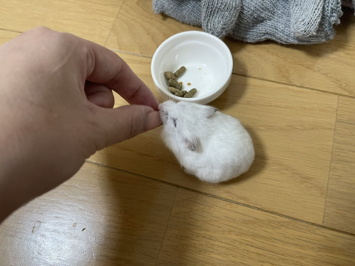 scsmcd_A's tweet photo. むぅもひさびさ！
甘えん坊でいっつもご飯は手渡しのむぅちゃんでした🥰🩷 https://t.co/yJrODMfQs8