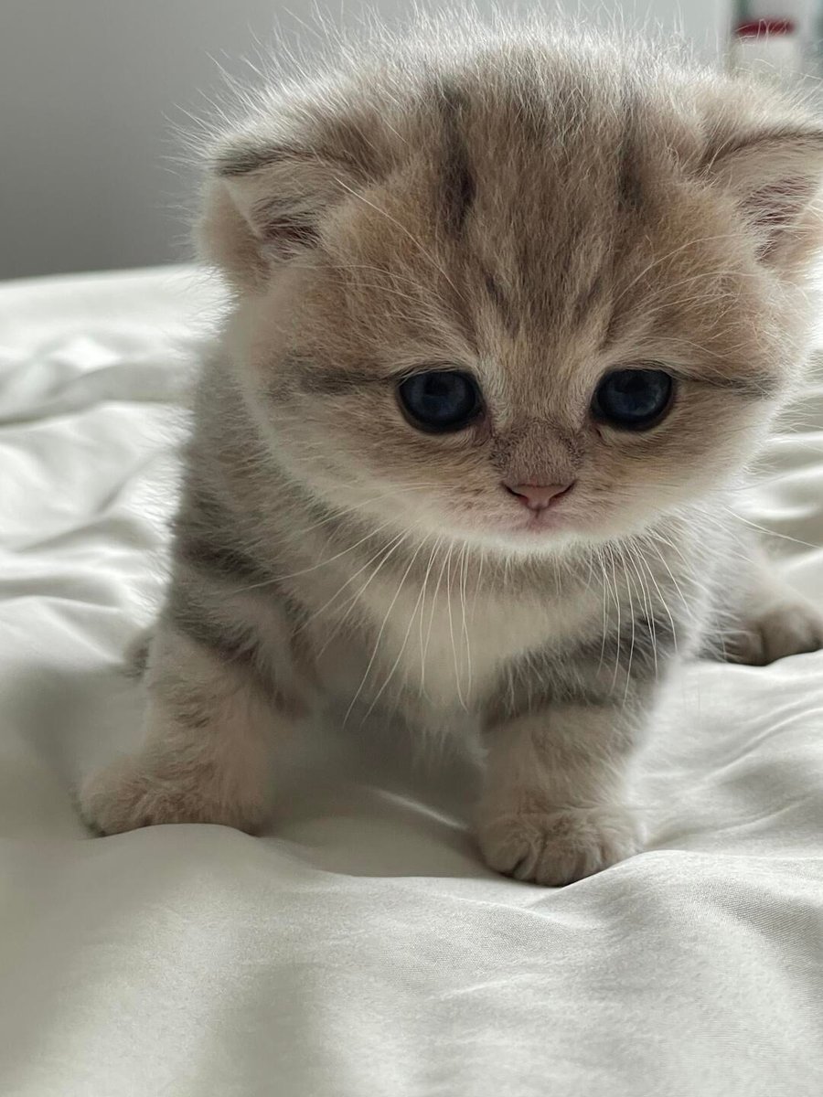cutestscats's tweet photo. softest grey cheeks in the world 👵🐾 https://t.co/JeloZCwSNE