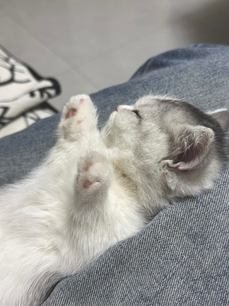 cutestscats's tweet photo. sleeping like a sweet tiny human 😴🤍 https://t.co/G2qy6cIMXM