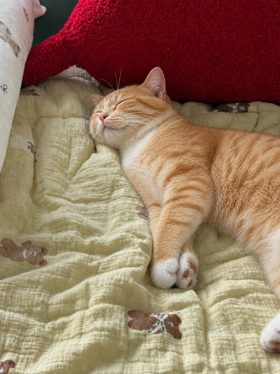 cutestscats's tweet photo. living a completely stress free life 🛌🧡 https://t.co/rvJXNlubxR