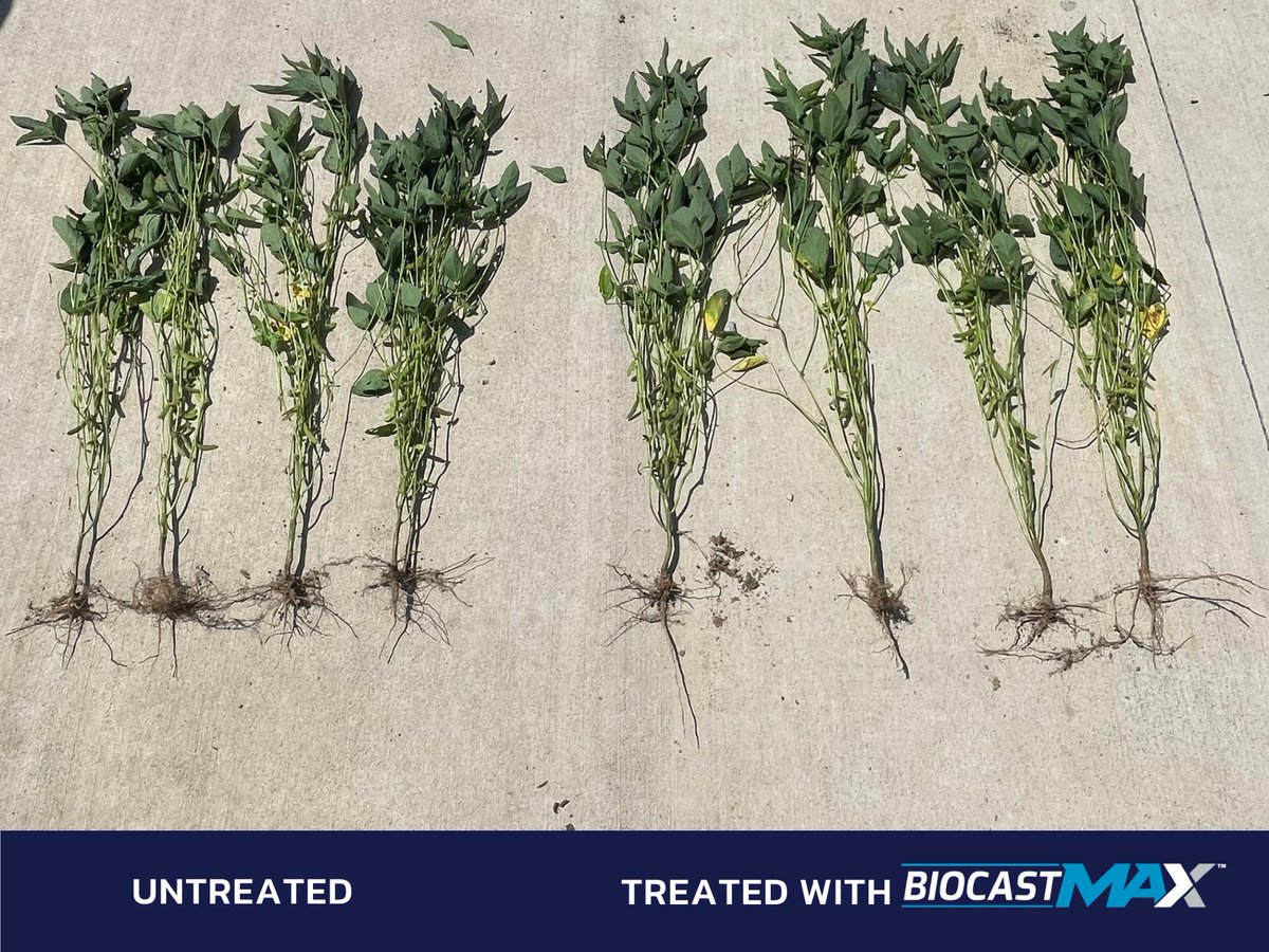 bw_fusion's tweet photo. Two years, side-by-side trial, same field. That's not a fluke, that's proof.

35% increase in stem diameter. 47% increase in pod count. Untreated next to treated. You can see it before you measure it.

BioCast Max, doing its job.

#BioCastMax #Agronomy #Biologicals #SoybeanFarming #TNAg #PlantHealth