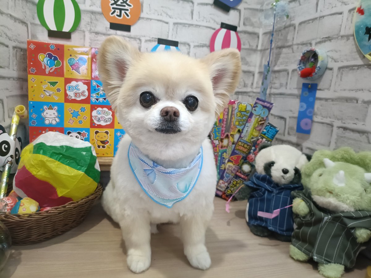 rumu_ta's tweet photo. わんちゃんの紹介🐶
チワワのチロルくん(^^)

短くなってサッパリしました✂
とっても良い子です(*^-^*)

またお待ちしてます('ω')ノ
＃トリミングサロン　＃チワワ　＃小田原市　＃南足柄市　＃ルムータ https://t.co/euTjULSWgw