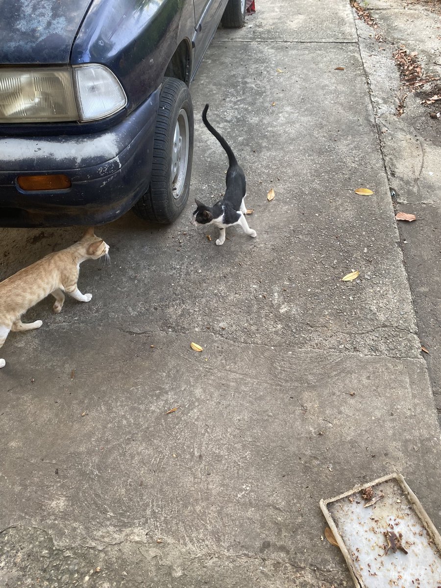 ManadaMiaucito's tweet photo. Les pido su ayuda con URGENCIA. La gatita Giogia ha entrado en celo inducido. A mi me parece tan pequeña pero necesito esterilizarla y no cuento con los recursos.

Las jornadas estan muy lejos porque son a finales de mes y para entonces tendría un embarazo avanzado 😭 https://t.co/q3rw6nmfBT