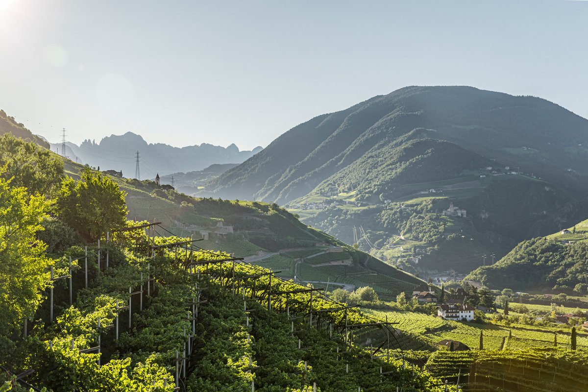 WineNewsIt's tweet photo. I #vigneti che creano più #ricchezza per #ettaro? #Champagne n. 1, poi #AltoAdige e #ValleDAosta. Lo studio dell’#AmericanAssociationOfWineEconomist (#Aawe): nella Top 20 anche #Liguria, #Piemonte, #Toscana, #Molise, #Veneto e #Friuli, https://t.co/wWP1sUaLPg https://t.co/Gh1XQLuiUm