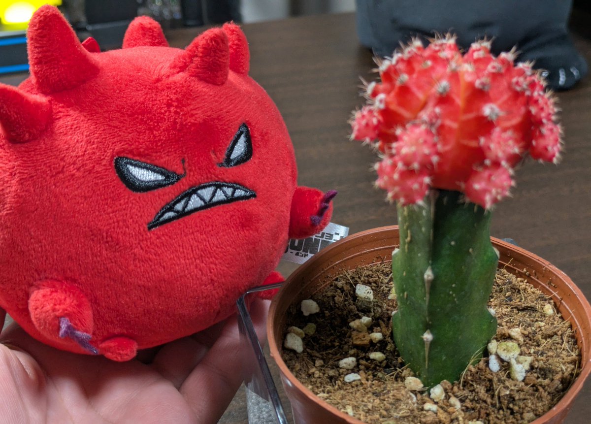 heppoco_axman's tweet photo. 何か植物を育ててみたいなと思っていた折、ヒボタンというサボテンがあんまりにも可愛らしくて衝動買いしてしまった🌵 https://t.co/iFJPkOsIMg