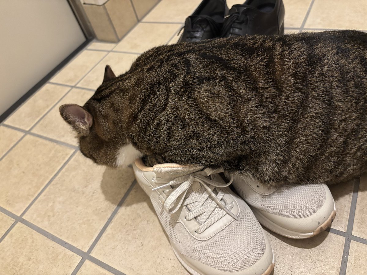munyo_monyo's tweet photo. 飼い主の靴でキマってるむーにょ https://t.co/hEZG4Opf8a
