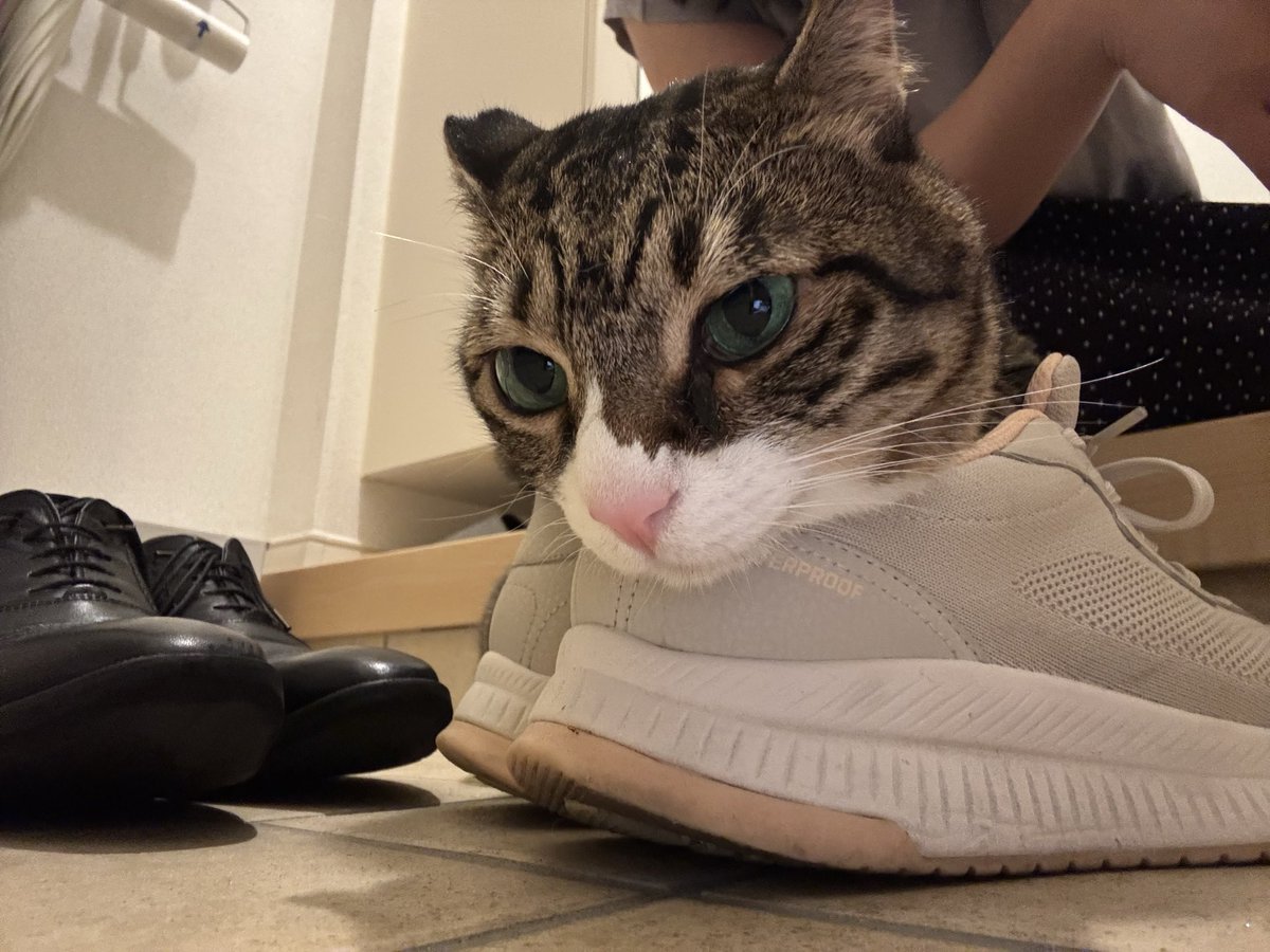 munyo_monyo's tweet photo. 飼い主の靴でキマってるむーにょ https://t.co/hEZG4Opf8a