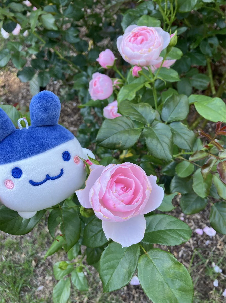 Post by やみ on X: 🌹✨