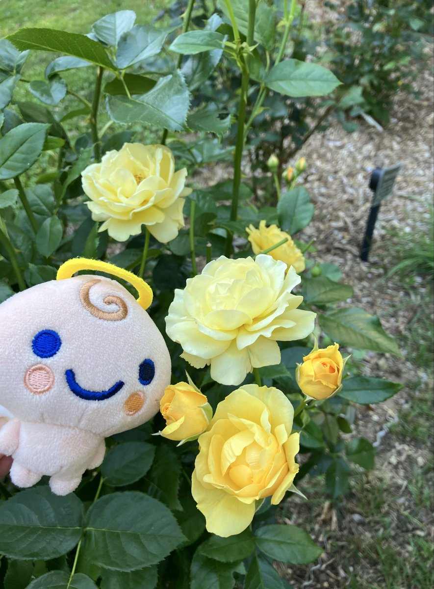 Post by やみ on X: 🌹✨
