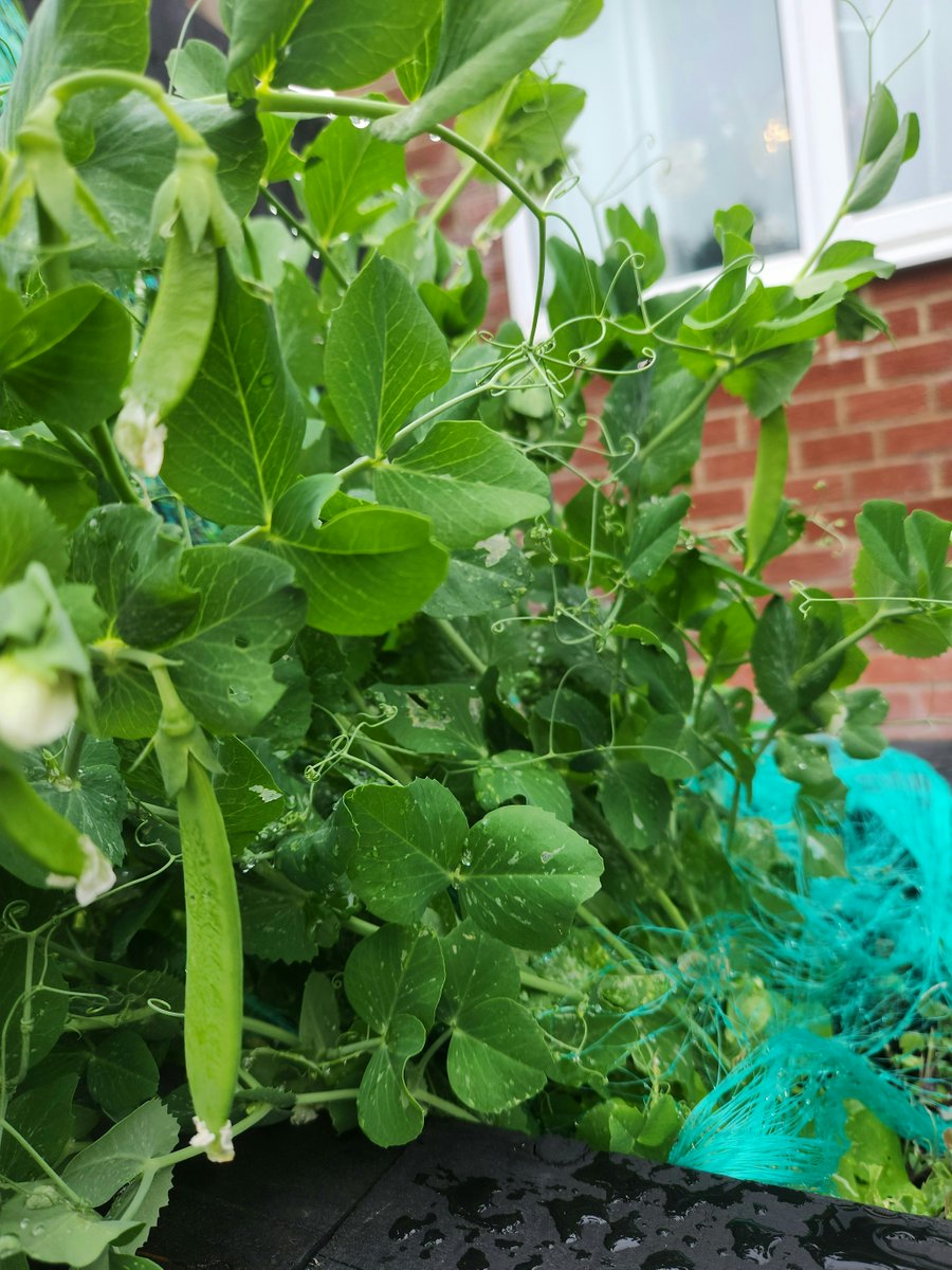 SaluteHerUK's tweet photo. Growing my own veg has become one of those small joys that genuinely lifts my day. Watching tiny shoots turn into real food feels grounding and strangely proud. There’s nothing like picking something you nurtured from seed. Homegrown wins every time. https://t.co/eYO1uNBsj5