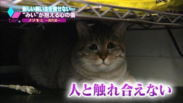 fuwafuwa01240's tweet photo. デュエマ紙始めたいけど、昔店舗大会で1回戦目の相手に勝った時、舌打ちされてそれから大会に出るのが怖い。😢 https://t.co/jeBHwmYqeq