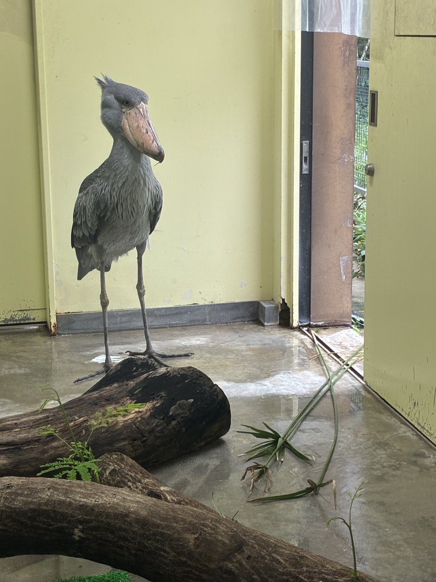 noichizoo_staff's tweet photo. 良かれと思って、刈り取ったパピルスを台の上に置いたんですけどね。気に入らなかったみたいで、すぐに咥えて（近くにあった藁も巻き添えに）テラスに捨てに行ってしまいました😅
しかし、どうやら出入口に引っかかって出せなかったみたいです🤭
#のいち動物公園 #ハシビロコウ #ささ #パピルス https://t.co/7SlJBeyaOw