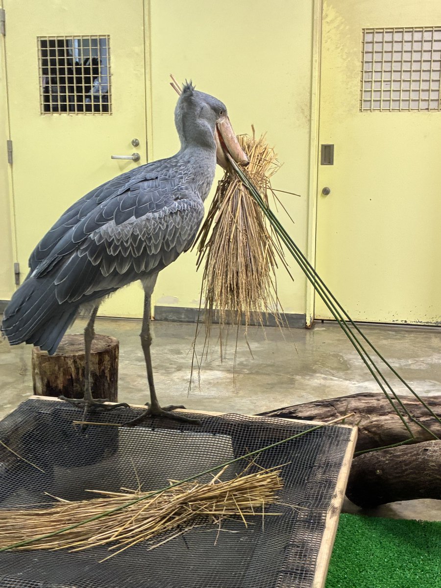 noichizoo_staff's tweet photo. 良かれと思って、刈り取ったパピルスを台の上に置いたんですけどね。気に入らなかったみたいで、すぐに咥えて（近くにあった藁も巻き添えに）テラスに捨てに行ってしまいました😅
しかし、どうやら出入口に引っかかって出せなかったみたいです🤭
#のいち動物公園 #ハシビロコウ #ささ #パピルス https://t.co/7SlJBeyaOw