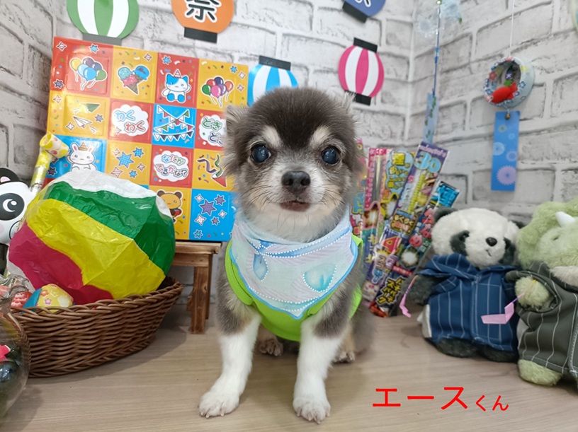 rumu_ta's tweet photo. わんちゃんの紹介🐶
チワワのエースくんポメチワのももちゃん(^^)

ももちゃんスッキリ短くなってます✂
大人しくて良い子達でした(*^-^*)ｂ

またお待ちしてます('ω')ノ
＃トリミングサロン　＃チワワ　＃ポメチワ　＃小田原市　＃南足柄市　＃ルムータ https://t.co/kD1hamqhdk