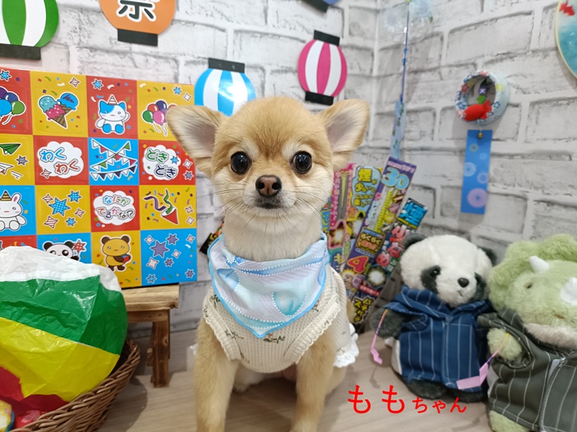 rumu_ta's tweet photo. わんちゃんの紹介🐶
チワワのエースくんポメチワのももちゃん(^^)

ももちゃんスッキリ短くなってます✂
大人しくて良い子達でした(*^-^*)ｂ

またお待ちしてます('ω')ノ
＃トリミングサロン　＃チワワ　＃ポメチワ　＃小田原市　＃南足柄市　＃ルムータ https://t.co/kD1hamqhdk