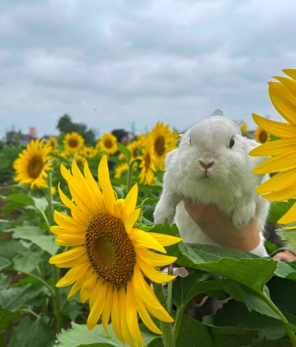 paeonialacti1's tweet photo. 奇跡的に涼しくて、ひま��りの開花がちょうどいいと聞いて、急遽撮影に行ってきました🌻

#うさぎ
#うさぎ大好き
#うさぎのいる生活
#うさぎのいる暮らし
#パールたんとシトリンとオレオ https://t.co/ill0Ipd2Lh