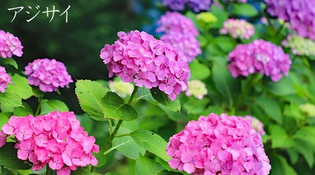 e_Leaf_cfp's tweet photo. e-Leafのある相模原市の市の鳥「ひばり」市の花「あじさい」市の木「けやき」のご紹介が終わりましたのでまとめでございます。ちなみに市の色は「みどり」だそうです。 https://t.co/AZUqR75pkK