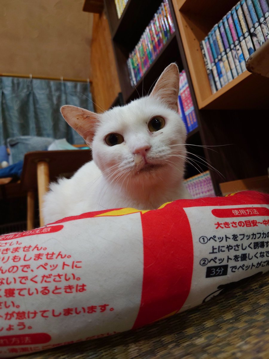 kunkun1970's tweet photo. 昨日のにゃんこ(=^・^=)
ほっちゃん久しぶり
＃猫カフェSHANA https://t.co/BkeYKPCAqF
