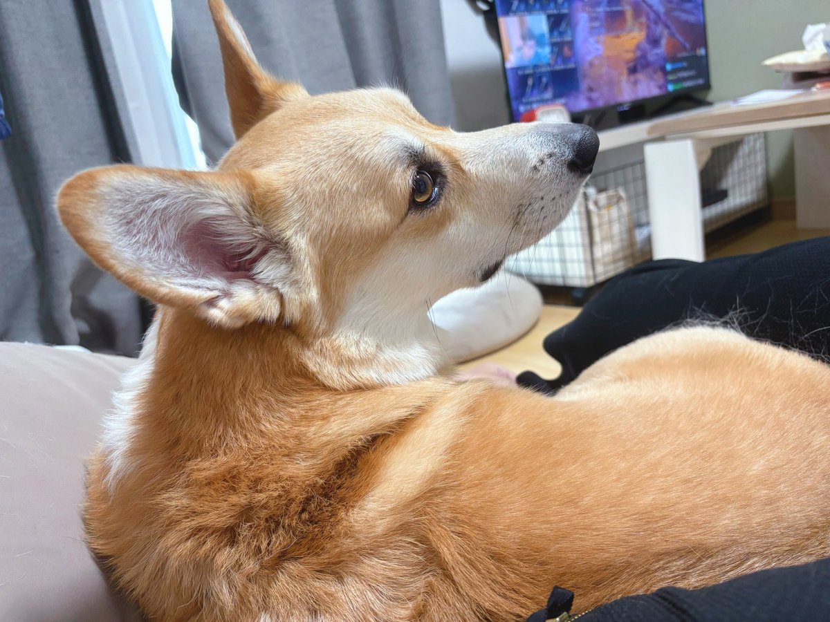 Corgi_Hanpen's tweet photo. 犬と黒い服 https://t.co/pkQ7TrM1eM