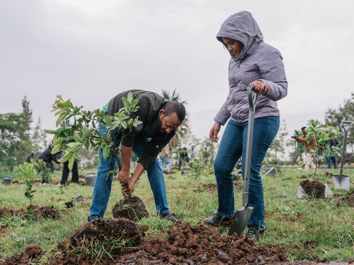 AbiyAhmedAli's tweet photo. Eight years of consistent action. The Green Legacy Initiative continues to grow stronger, driven by public commitment and the shared belief that, together, Ethiopians can nurture a greener, more sustainable future. Today marks our annual nationwide one-day planting effort which is a moment when Ethiopians from all walks of life come together to create a lasting legacy for generations to come.

Alongside First Lady Zinash Tayachew and the COP32 National Steering Commitee, we have planted our contribution and added our mark to this collective journey. We call on all Ethiopians across the country to continue their efforts throughout the day as we work together to achieve our ambitious target of 800 million seedlings planted.