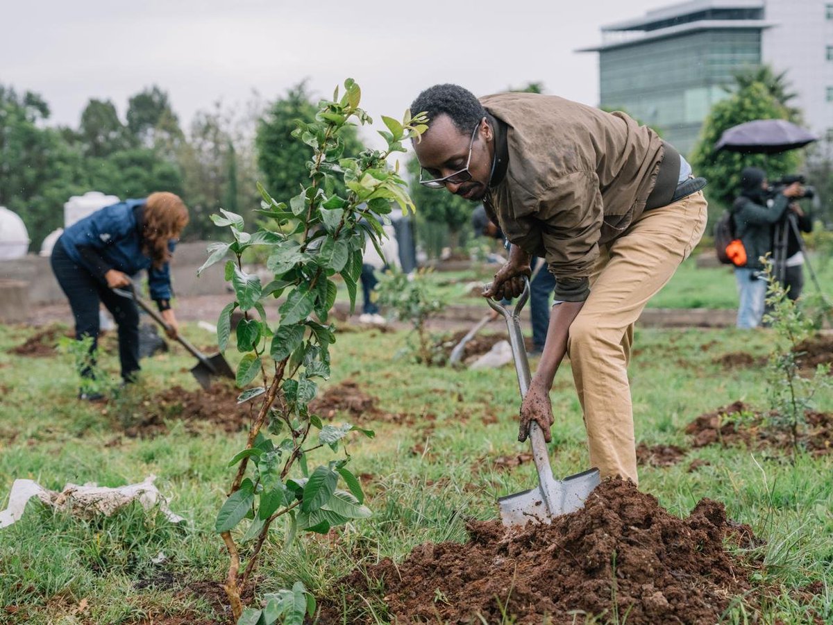 AbiyAhmedAli's tweet photo. Eight years of consistent action. The Green Legacy Initiative continues to grow stronger, driven by public commitment and the shared belief that, together, Ethiopians can nurture a greener, more sustainable future. Today marks our annual nationwide one-day planting effort which is a moment when Ethiopians from all walks of life come together to create a lasting legacy for generations to come.

Alongside First Lady Zinash Tayachew and the COP32 National Steering Commitee, we have planted our contribution and added our mark to this collective journey. We call on all Ethiopians across the country to continue their efforts throughout the day as we work together to achieve our ambitious target of 800 million seedlings planted.