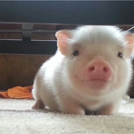 twneayyishere's tweet photo. มุ้ด มุ้ด 🐽 https://t.co/iMEd4v8noV