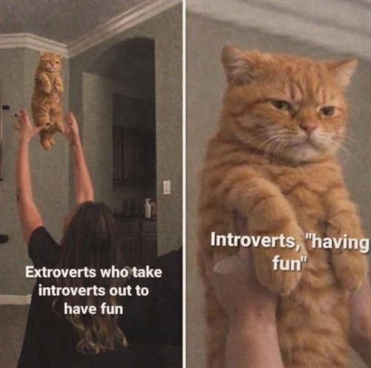 Meowversetwt's tweet photo. https://t.co/MFhJSHvRiS