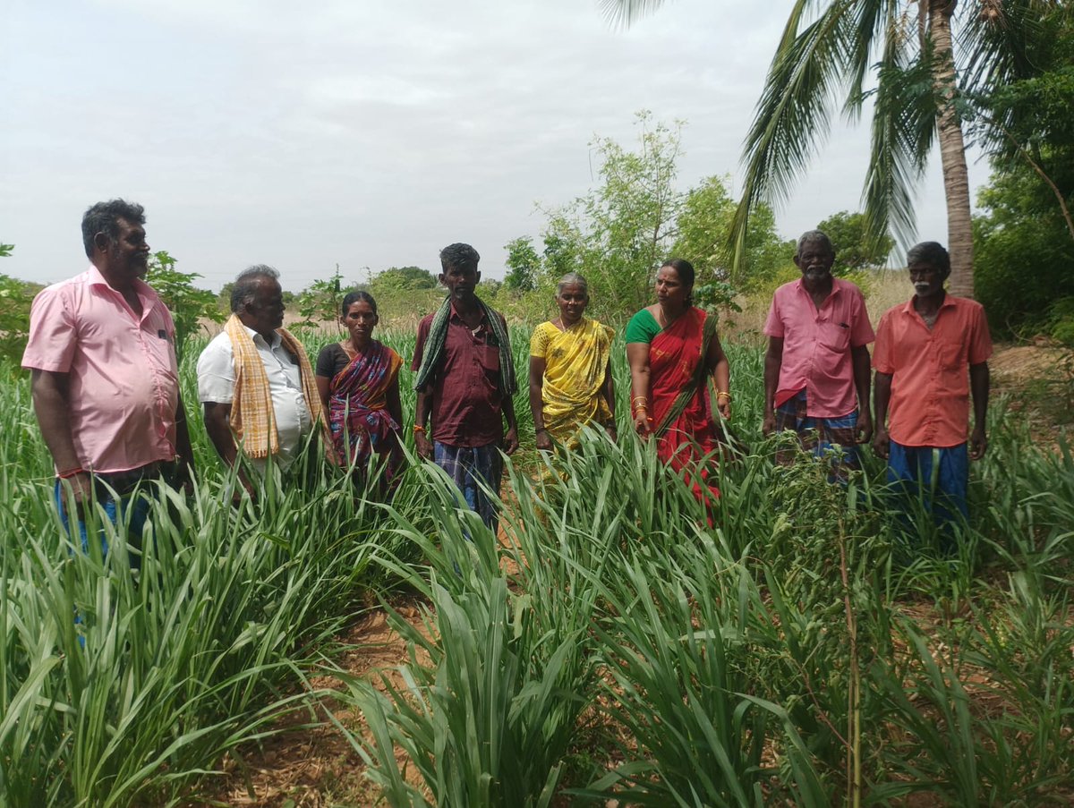 icar_kvkkarur's tweet photo. Conducted off campus training on Balanced fertilizer application in Sorghum at Veeranampatti village, Kadavur block on 30.07.2026
#trainingcamp #trainingtime #trainingtips #fertilizer https://t.co/Yk8WQY6Xqn