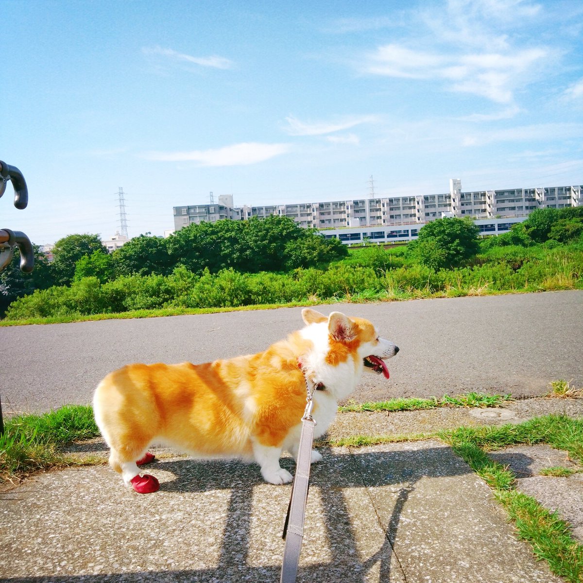 CherryAska's tweet photo. かわいいでしかない🐶 https://t.co/u6uw2rzhsk