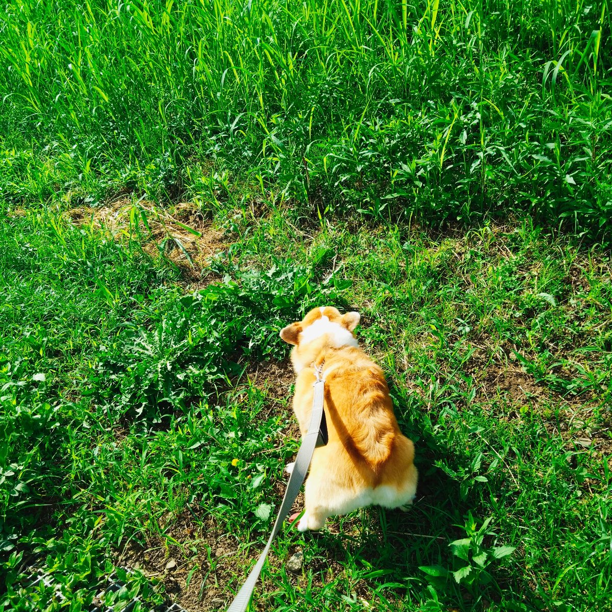 CherryAska's tweet photo. かわいいでしかない🐶 https://t.co/u6uw2rzhsk