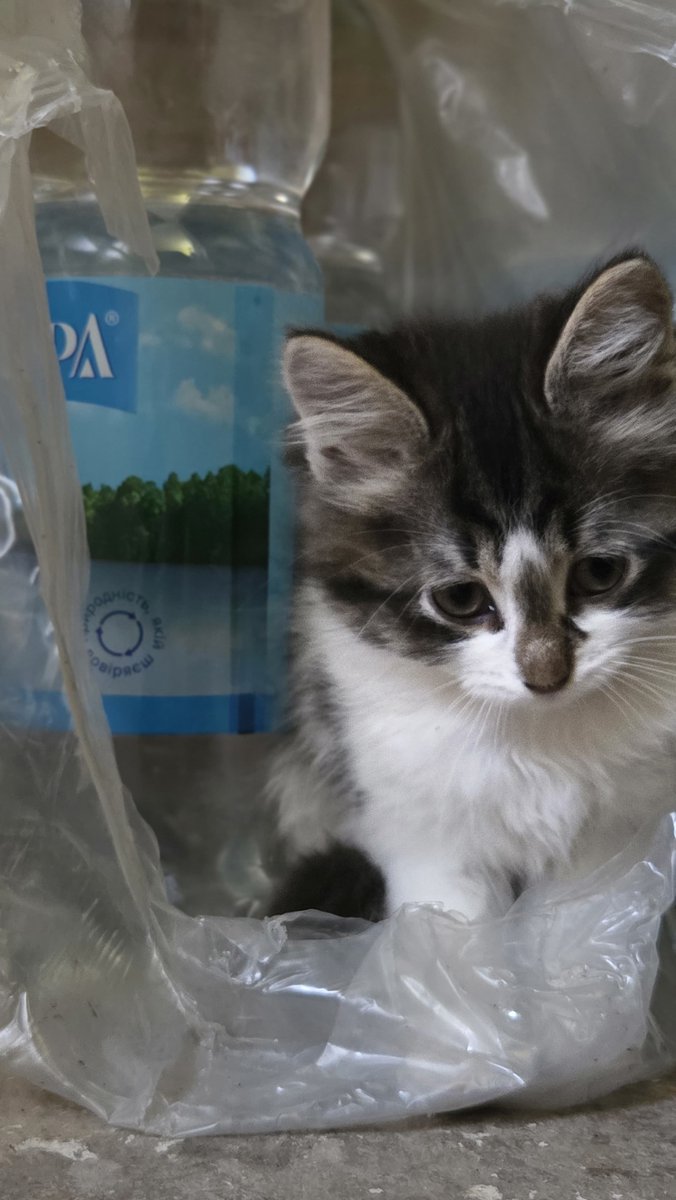 elfinvee's tweet photo. Ну ви подивіться на неї 🥺
Ця кіточка шукає дім🐾🐾 https://t.co/aQun8lVioX