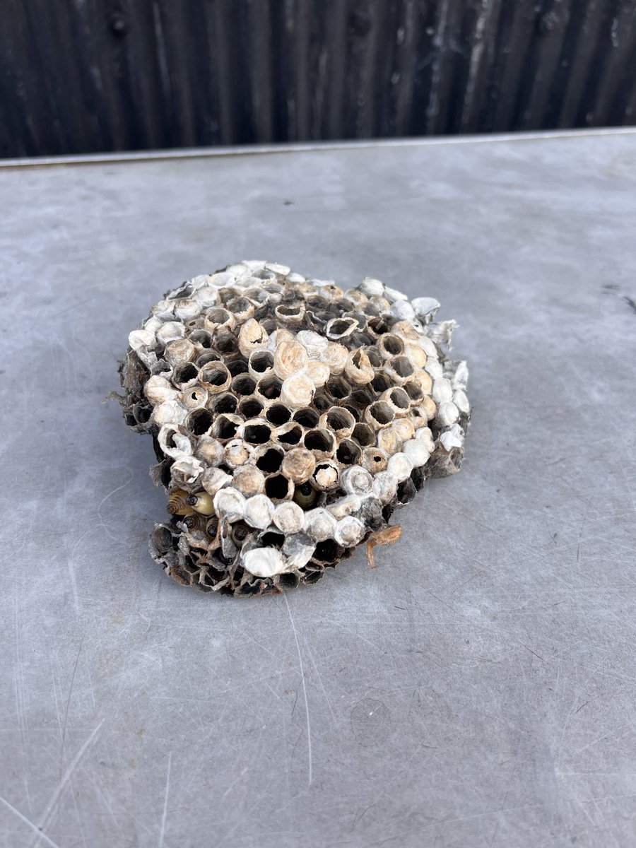 Ryemgi's tweet photo. ハチジェットかけたら蜂の子飛び出してきた🐝💦 https://t.co/yQuu40RUFj