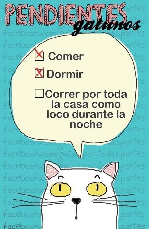 gatuna_Pilar_2's tweet photo. 😸😸 https://t.co/yxZK271UBo