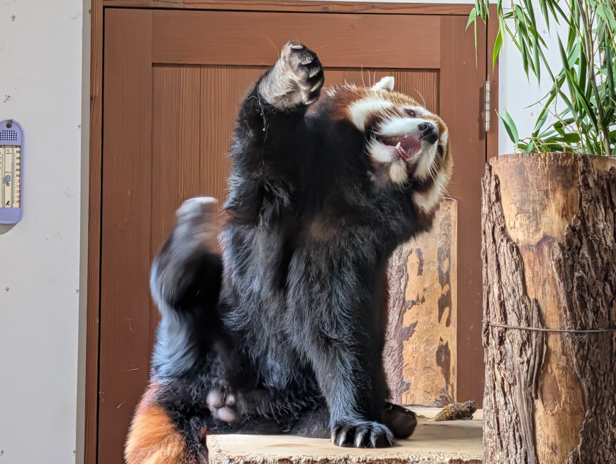 s_no_suke's tweet photo. キントキくーんっ！

ハーイ🖐️

#長野市茶臼山動物園
#レッサーパンダ #キントキ https://t.co/3hsMrqLW3Z