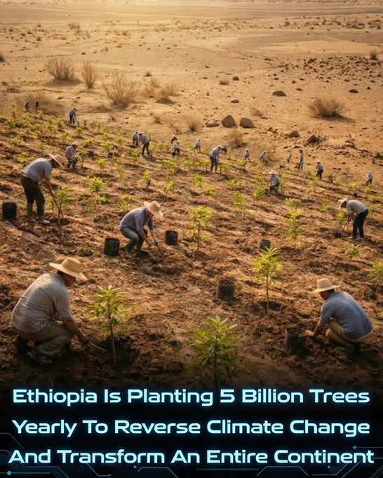 Rainmaker1973's tweet photo. Ethiopia is actively reversing a century of severe deforestation through ambitious large-scale reforestation.

Under the Green Legacy Initiative, launched in 2019 by Prime Minister Abiy Ahmed, the country has mobilized millions of citizens each year to plant billions of seedlings nationwide. Since the program's start, more than 32–40 billion seedlings have been planted (with official sources varying slightly in cumulative figures), countering the dramatic loss of nearly all original forest cover—estimated at over 95–98% decline over recent decades due to agriculture, fuelwood needs, and other pressures.

The initiative has expanded forest and tree cover significantly, while also establishing dedicated funding mechanisms, such as the 2024 Green Legacy and Landscape Restoration Special Fund (allocating 0.5–1% of federal revenue annually). Annual targets remain high: for 2025, the goal was 7.5 billion seedlings, with ongoing efforts building toward even larger cumulative objectives in the coming years.

Beyond ecological restoration, the program drives socioeconomic benefits by creating hundreds of thousands of green jobs—particularly in nurseries, seedling production, and land management—many going to women and youth. It enhances biodiversity, boosts soil health and water retention, strengthens agricultural resilience against drought and climate impacts, and supports long-term food security.

This community-driven, government-backed effort has positioned Ethiopia as a standout example of bold climate action and landscape restoration in Africa and beyond, inspiring similar initiatives while demonstrating how national mobilization can deliver both environmental and human development gains.