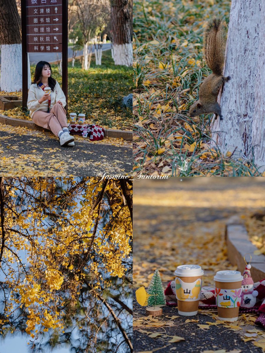 unchained1's tweet photo. It’s crisp autumn air and golden leaves day  Perfect for a walk with a hot latte!， https://t.co/JnsqPsW0mk